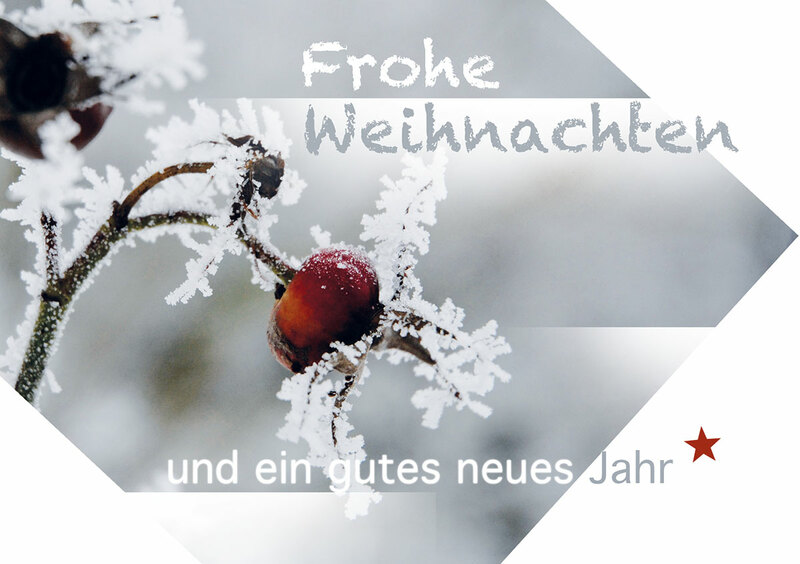 Frostige Hagebutte