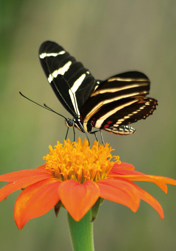 Schmetterling