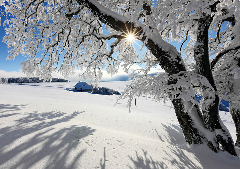 Weihnachtskarte: Wintersonne